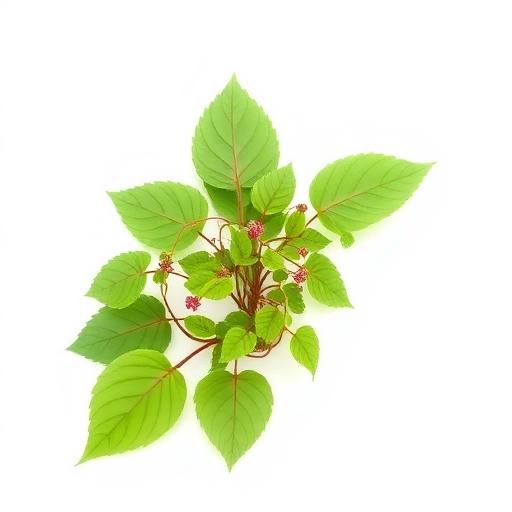 Horny Goat Weed